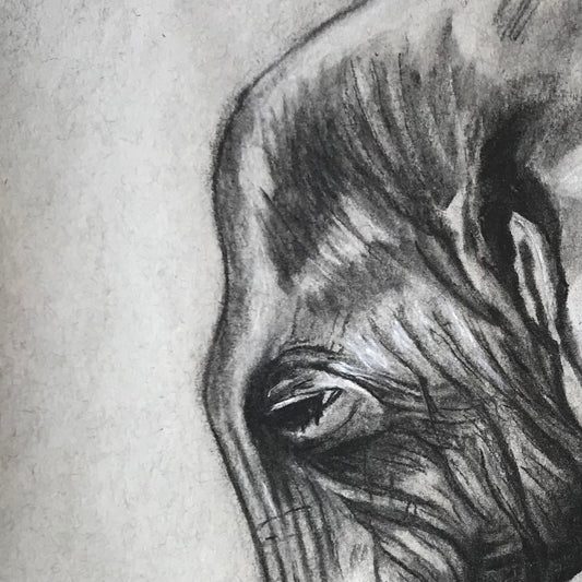 Elephant on charcoal