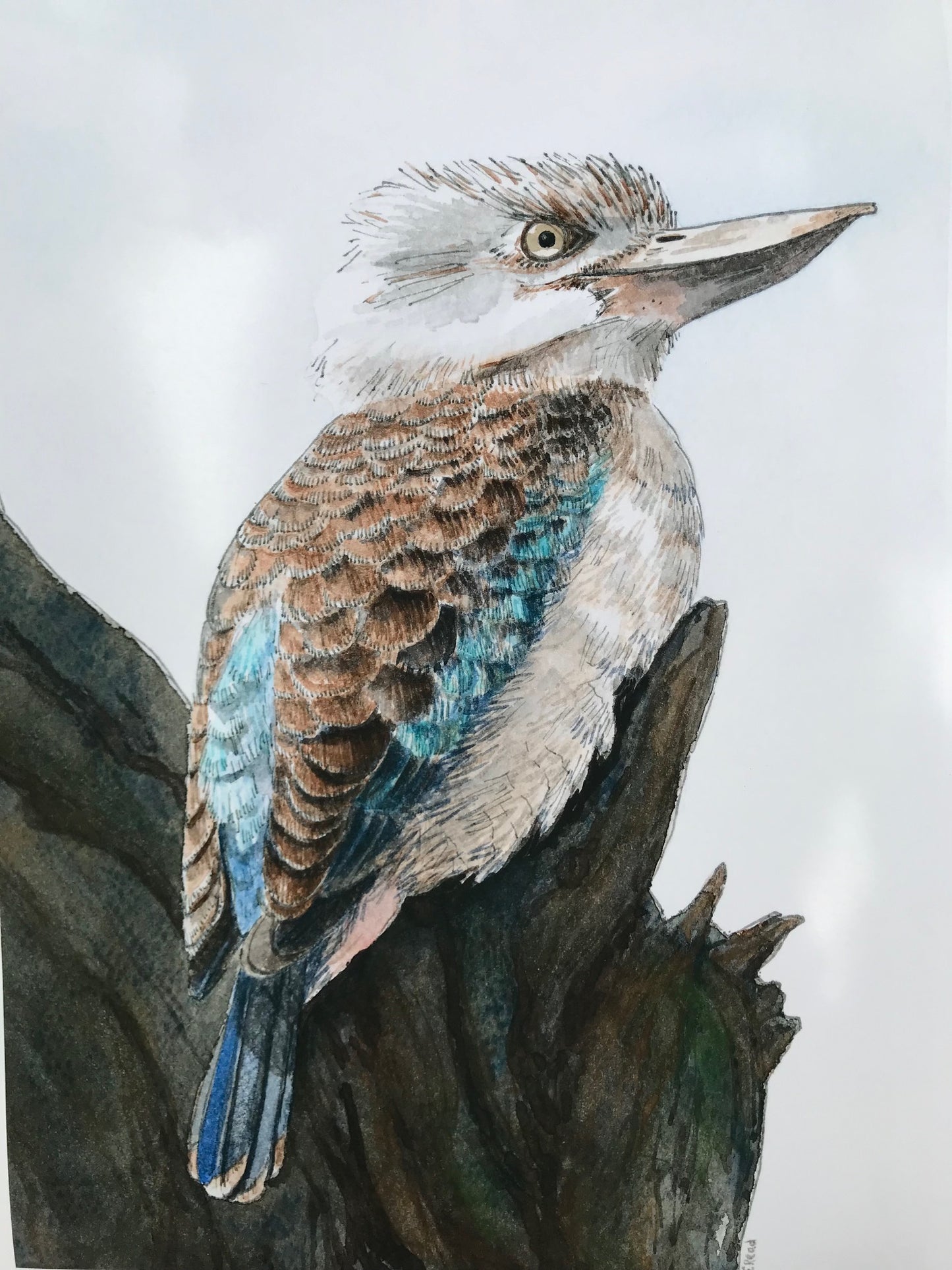 Blue-Winged Kookaburra – A3 Art Print