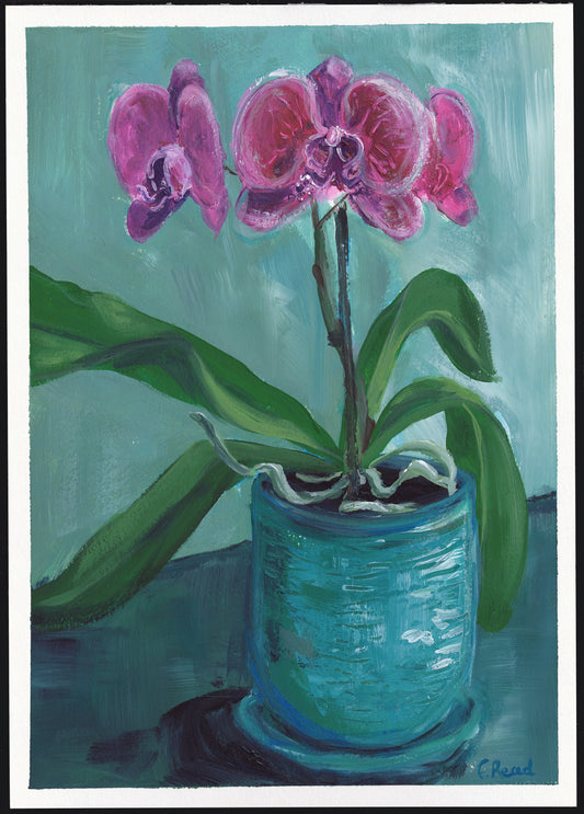 Everlasting Pink Orchid in Blue Pot – A3 Art Print